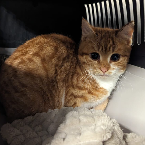 Fundkatze Höchst / Hetschbach "Flip"