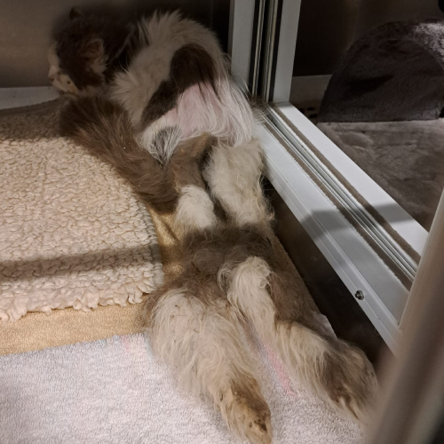 Fund Lützelbach "Pepper"