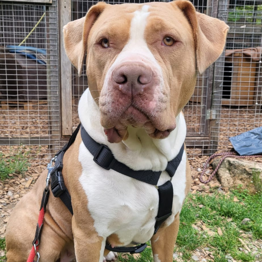 Fundhund 64711 Erbach "Trudi"