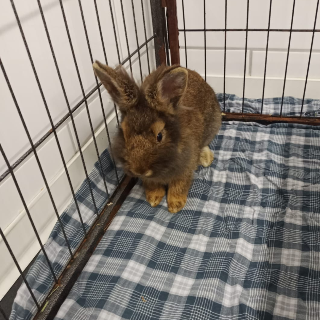Fundkaninchen 64720 Michelstadt "Gido"