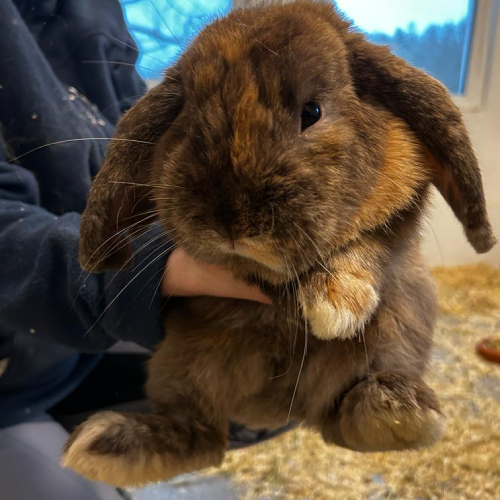 Fundkaninchen Michelstadt (Klaus)