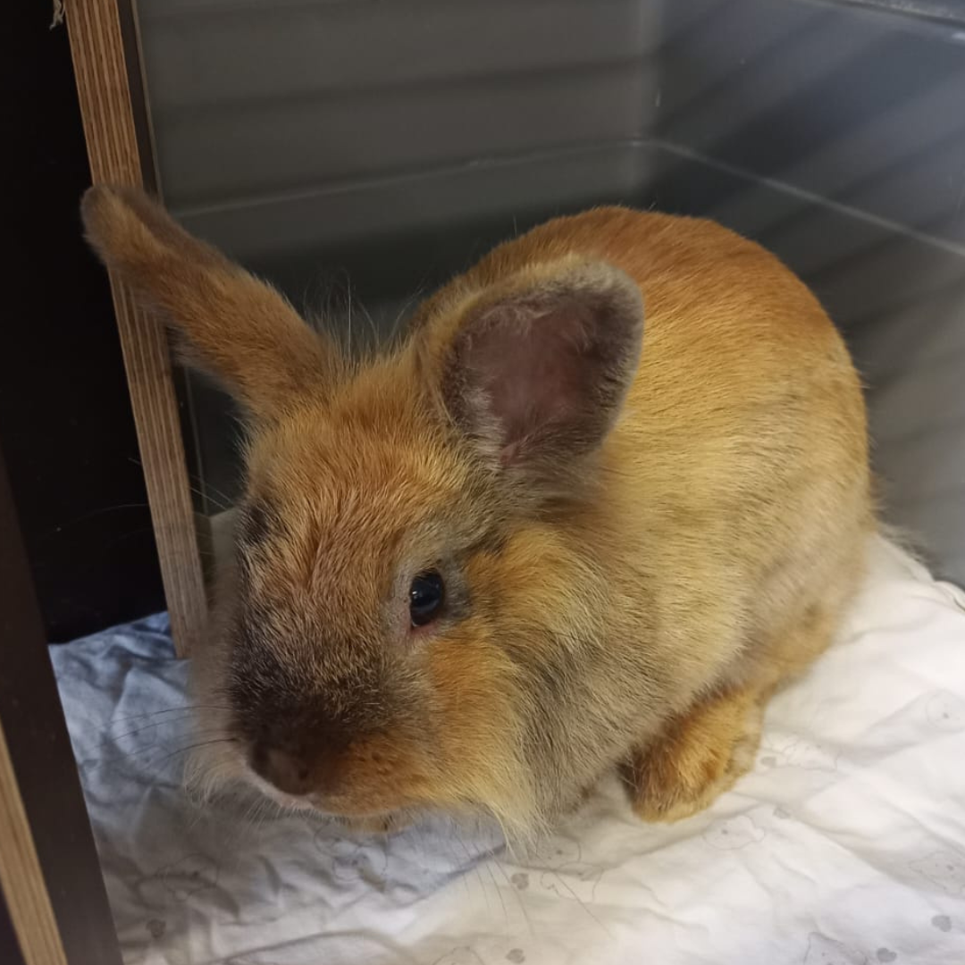 Fundkaninchen 64760 Oberzent "Pawla"