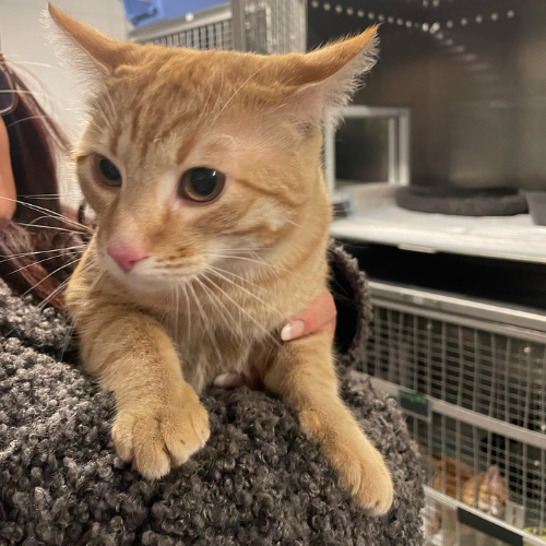 Fundkater B45 Parkplatz Michelstadt "Benz"