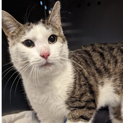 Fundkater Bad König - Kimbach "Ichabod"