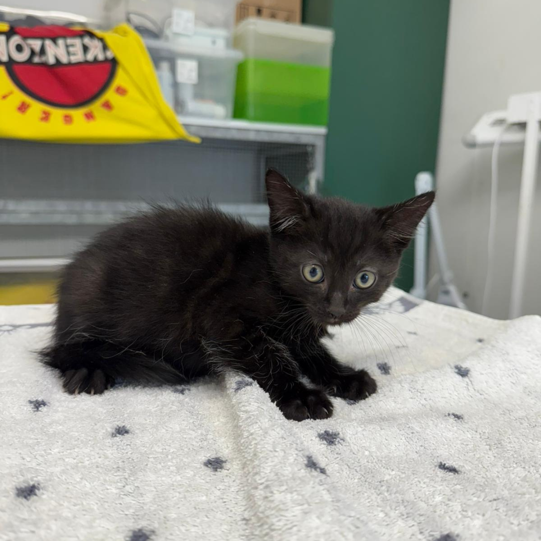 Fundkater Brombachtal "Arisu"