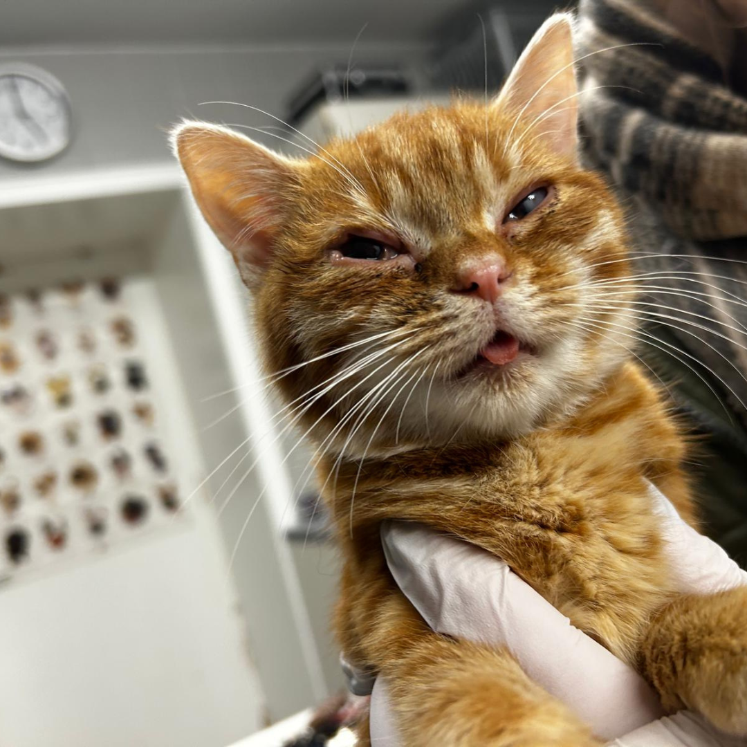 Fundkater Höchst "Hubert"