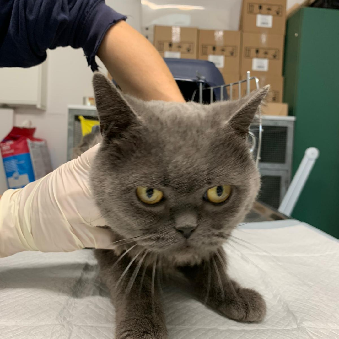 Fundkater 64739 Höchst "Howart"