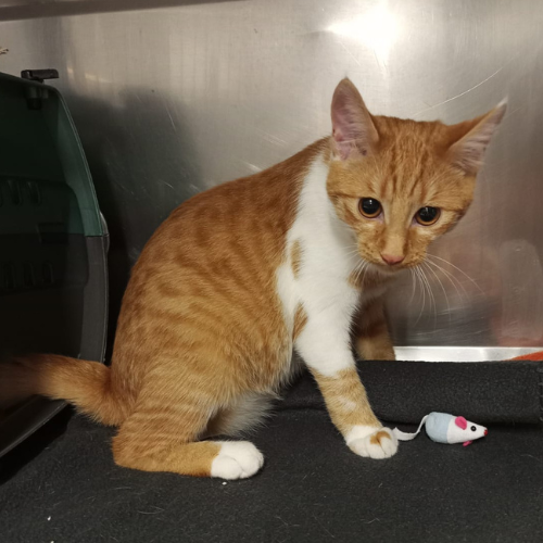 Fundkater Höchst Odw "Rajesh"