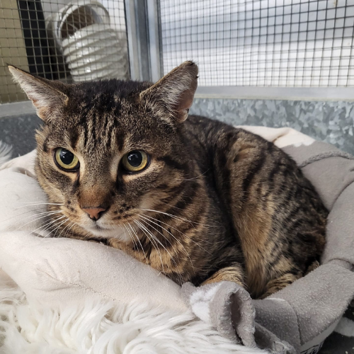 Fundkater Lützelbach "Cartman"