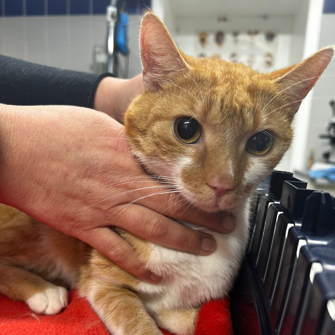 Fundkater Michelstadt "Ringo"