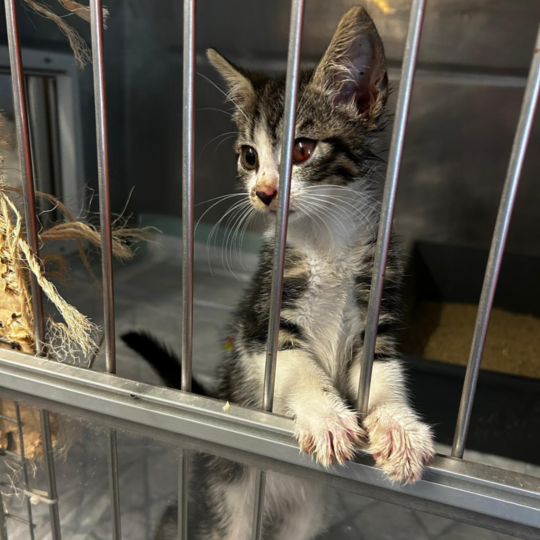 Fundkater Michelstadt "Stone"