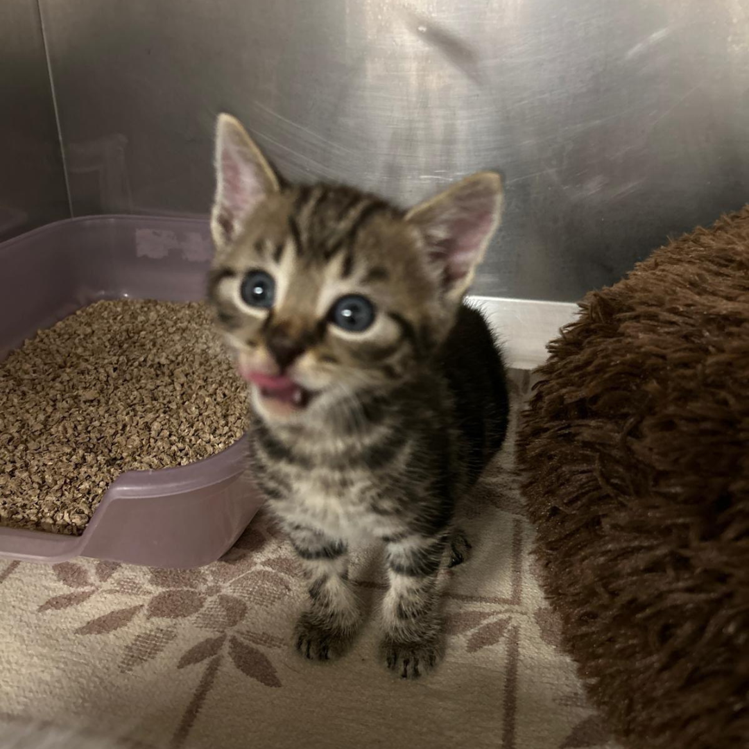 Fundkater Michelstadt/ Vielbrunn "Milo"