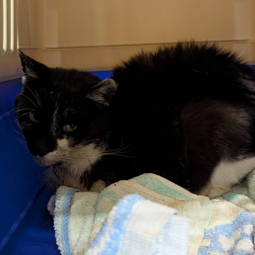 Fundkater Oberzent/ Rothenberg