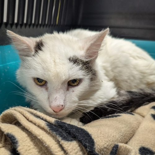 Fundkater Steinbuch "Bommel"