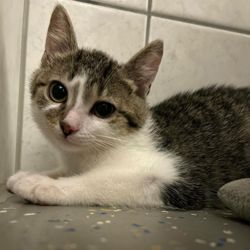 Fundkatze Dorf-Erbach "Yuma"