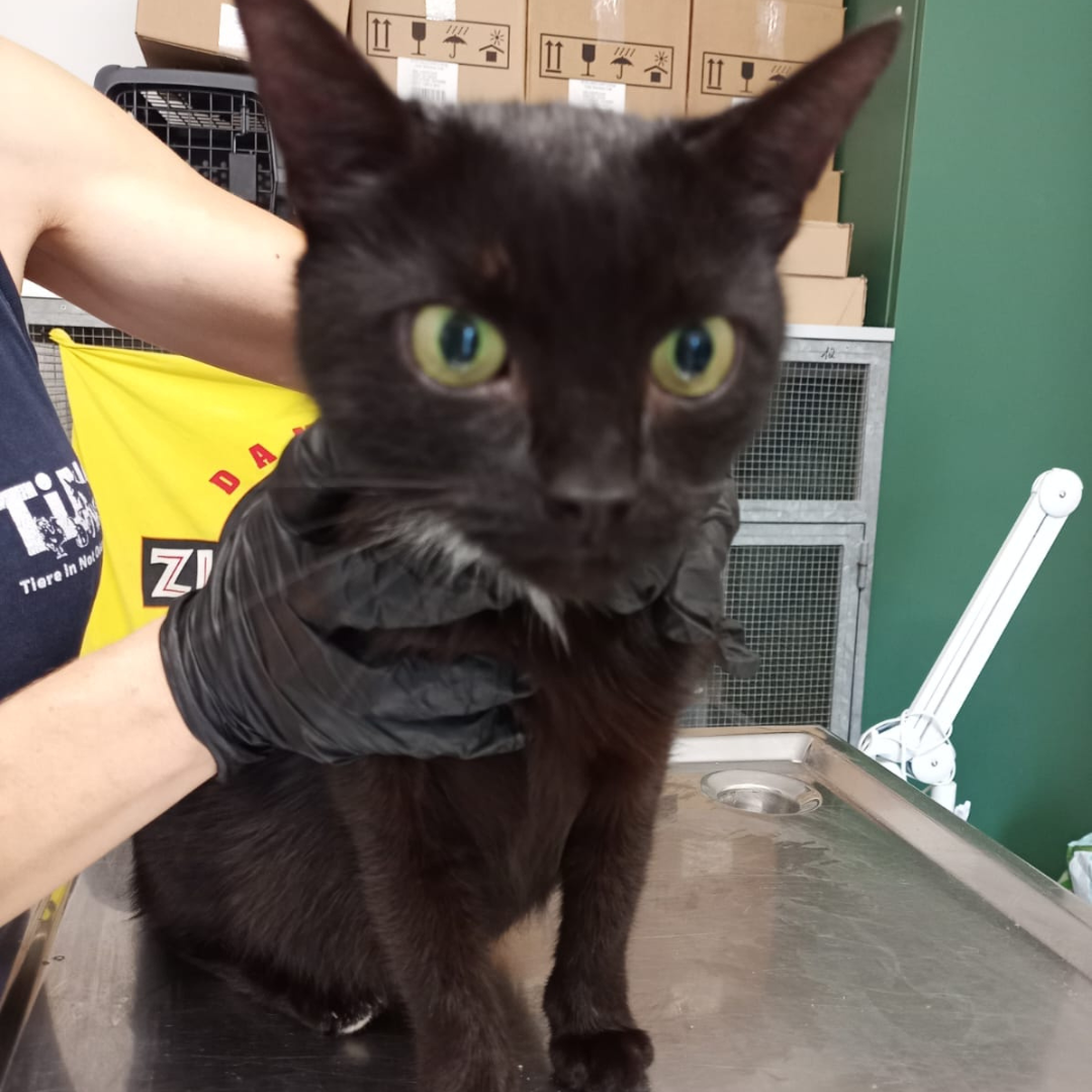 Fundkatze Erbach "Prinzessin"