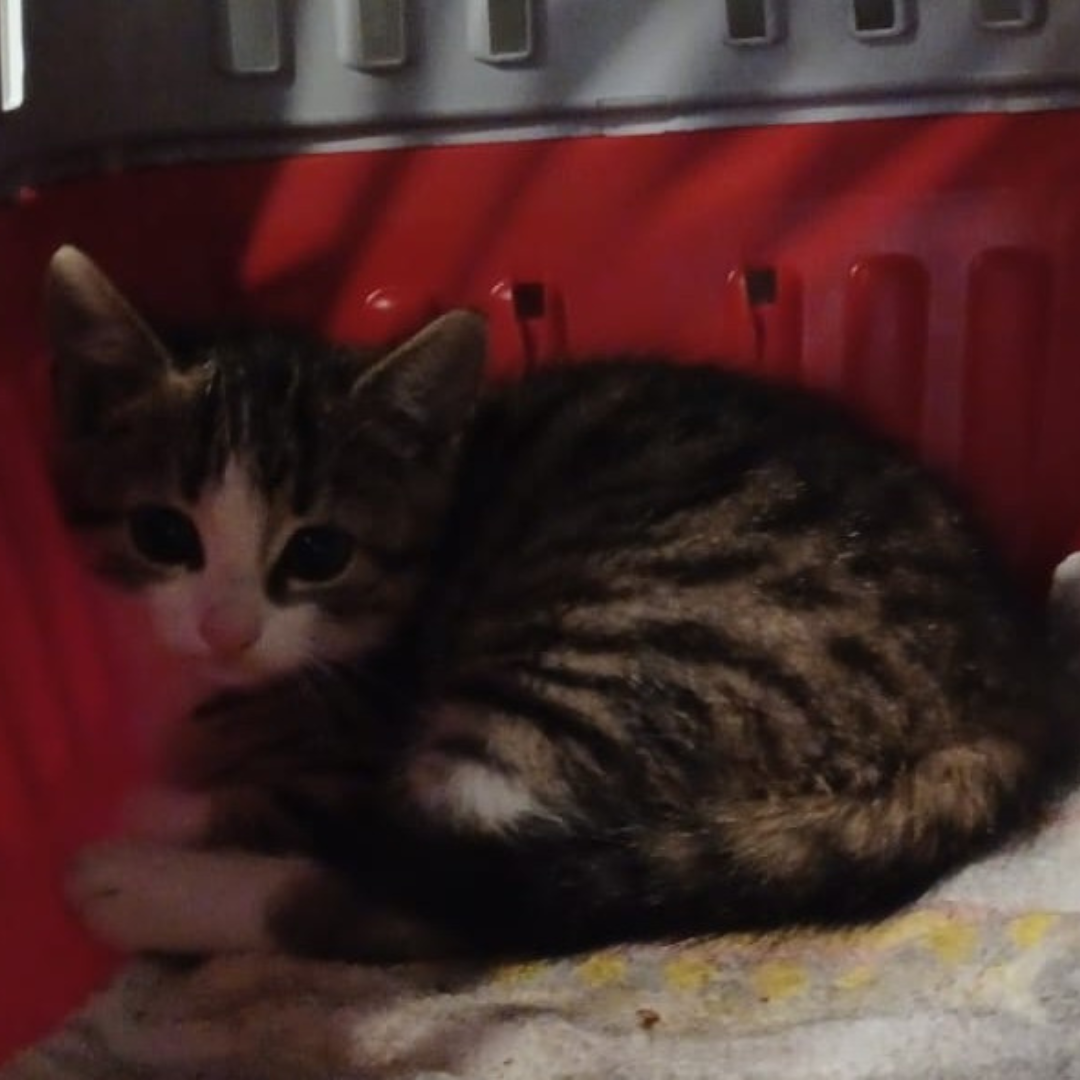 Fundkatze Fränkisch-Crumbach "Hanuta"