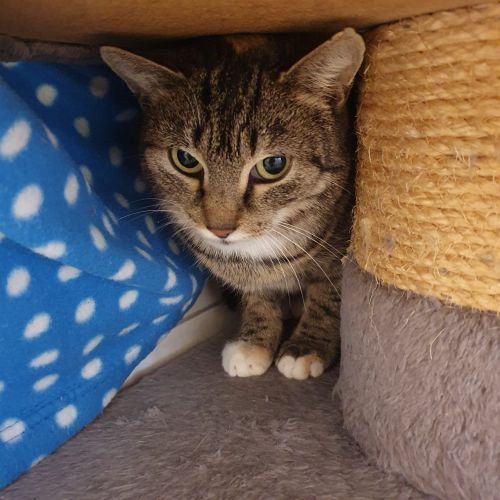 Fundkatze Höchst "Francis"