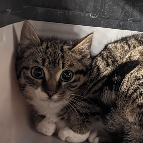 Fundkatze Höchst / Hetschbach "Flop"