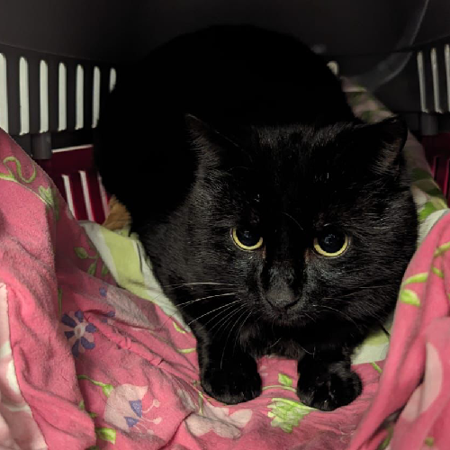 Fundkatze Höchst / Hetschbach "Reiner"