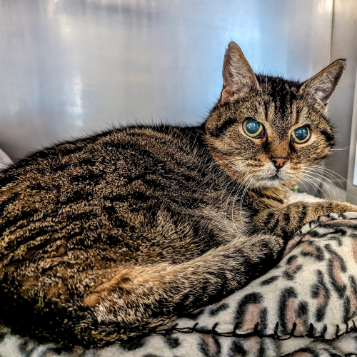 Fundkatze Höchst im Odenwald "Cloudy"