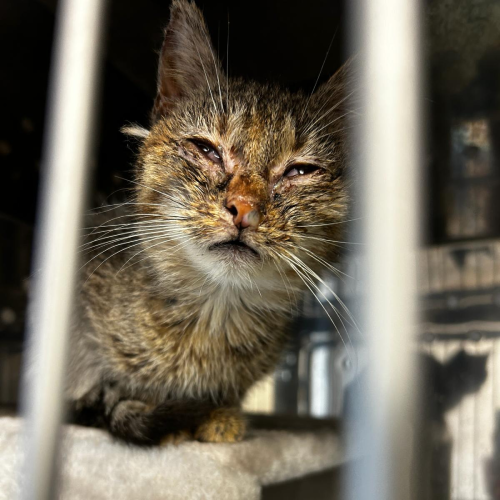 Fundkatze Höchst im Odenwald "Euphrasia"