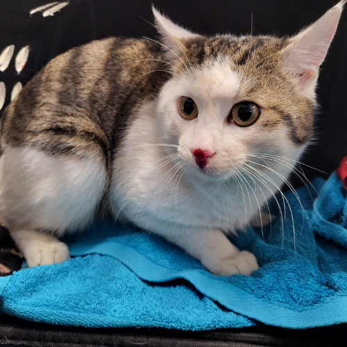 Fundkatze Höchst im Odenwald "Yunus"