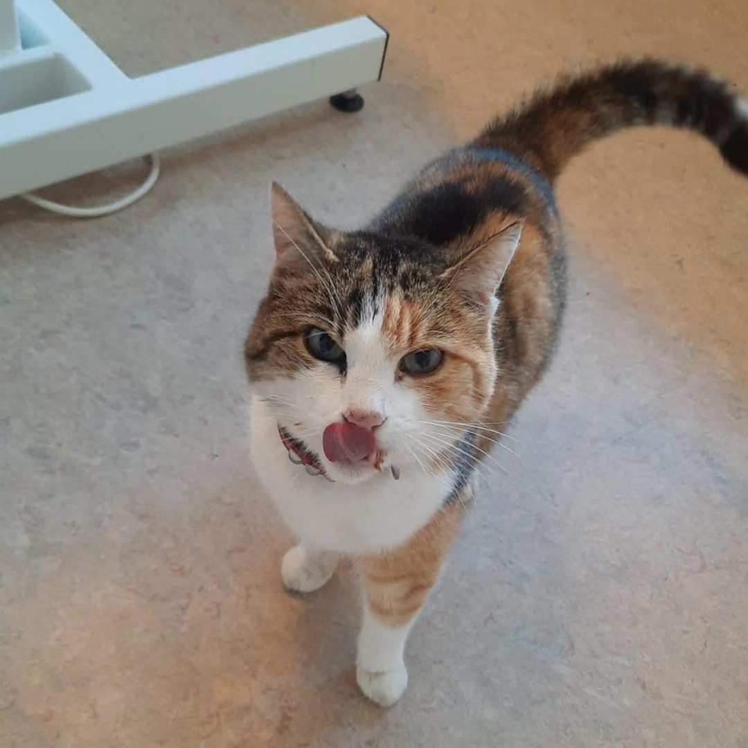 Fundkatze 64720 Michelstadt