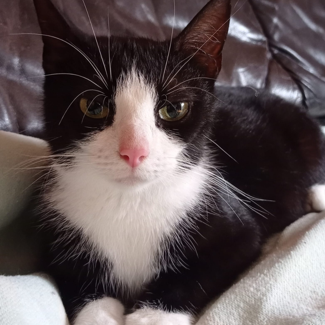 Fundkatze Michelstadt "Frau Lehmann"