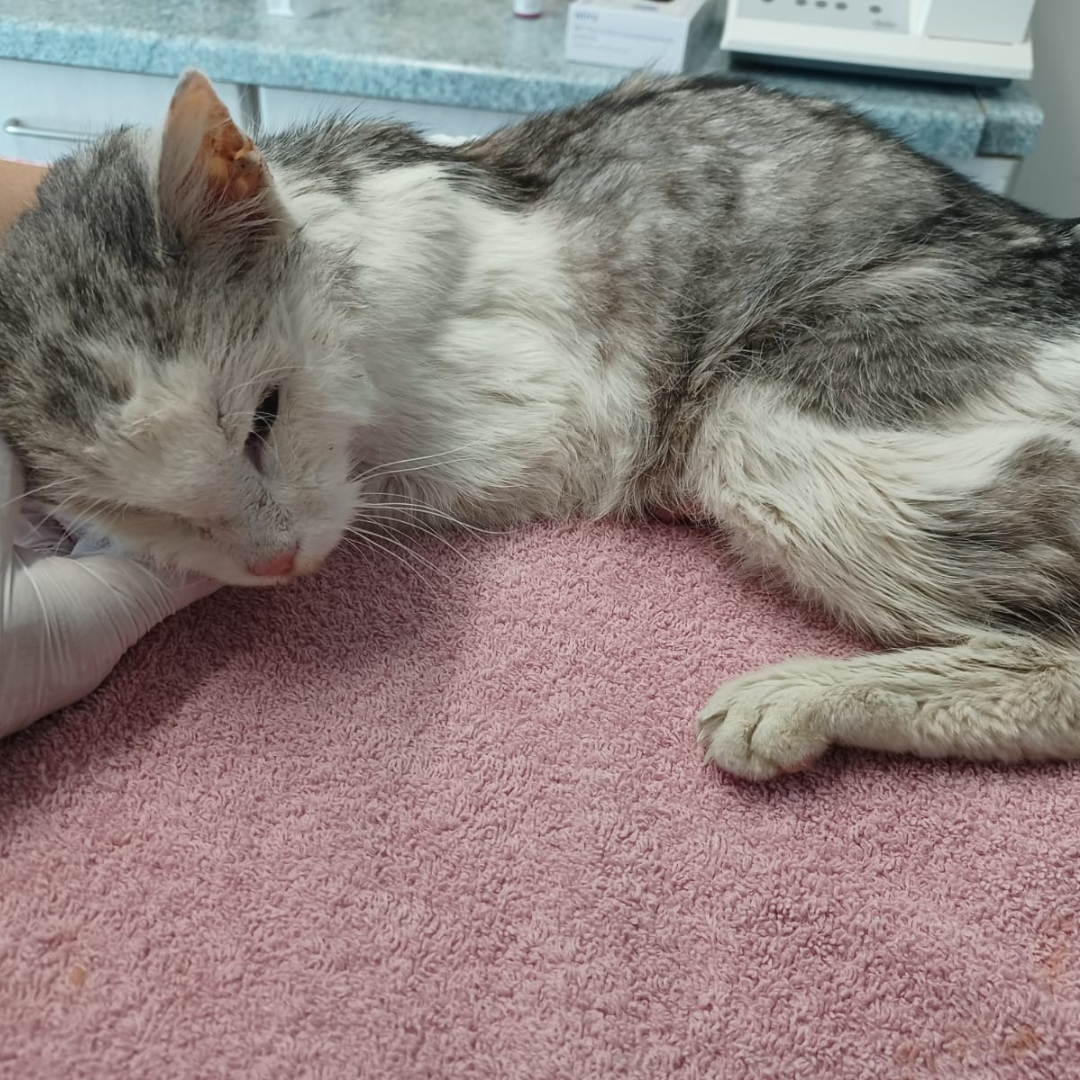 Fundkatze Michelstadt "Nine"