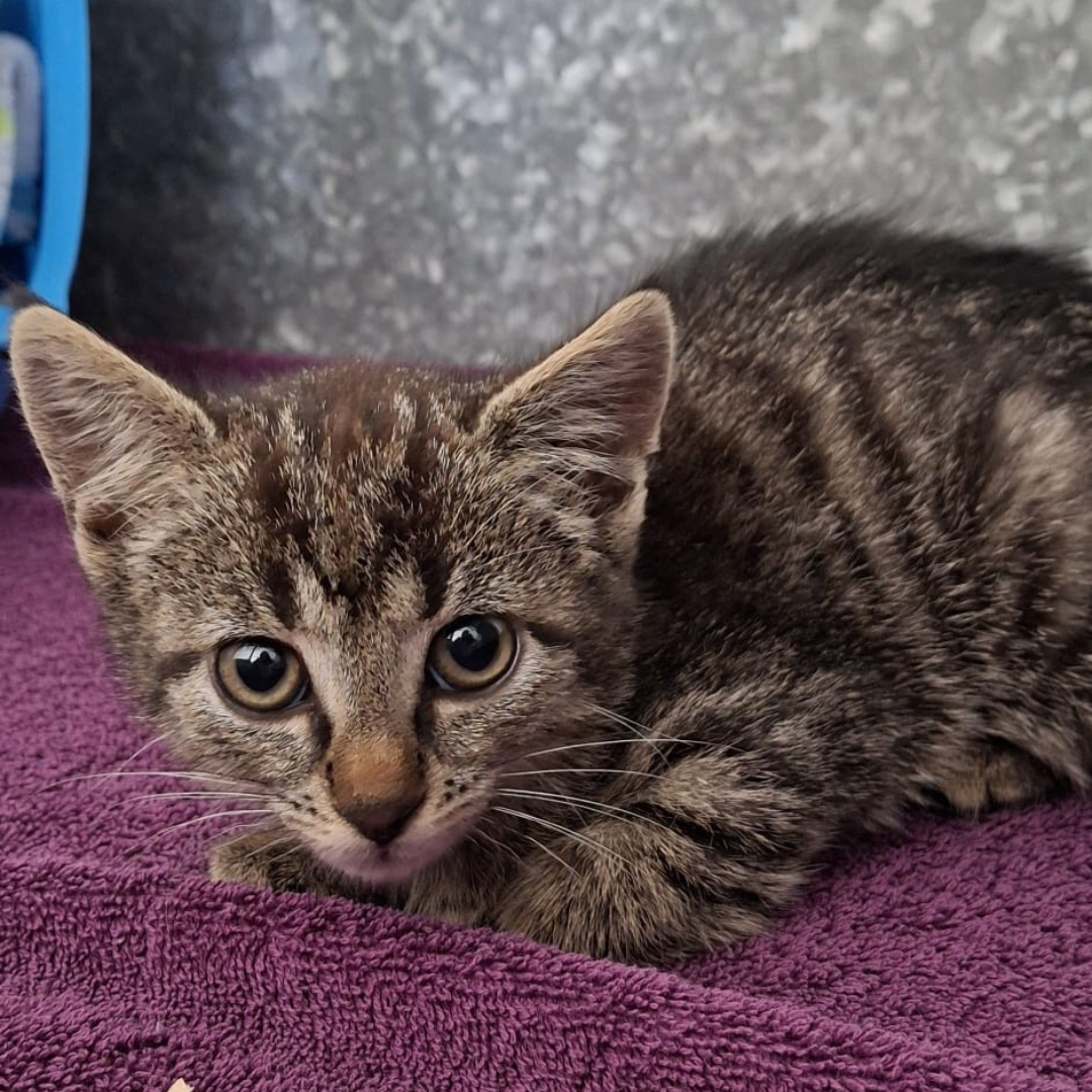 Fundkatze Michelstadt "Prada"