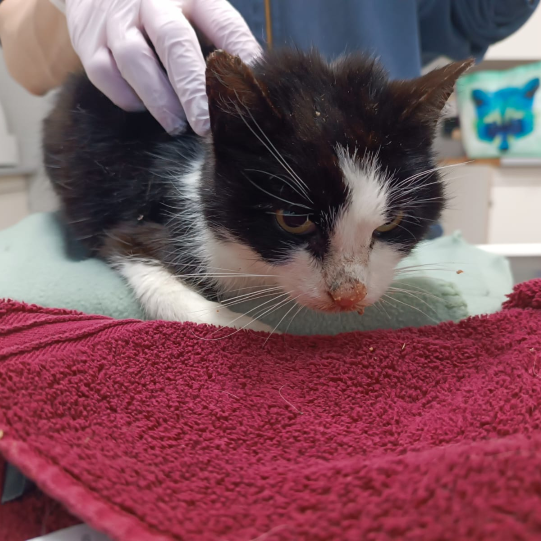 Fundkatze Oberzent "Yzma"