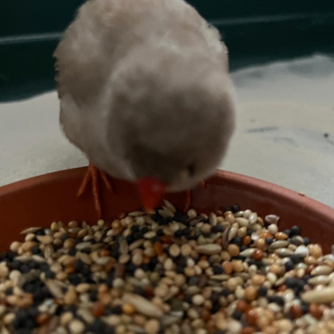 Fundvogel Bad König/ Zell