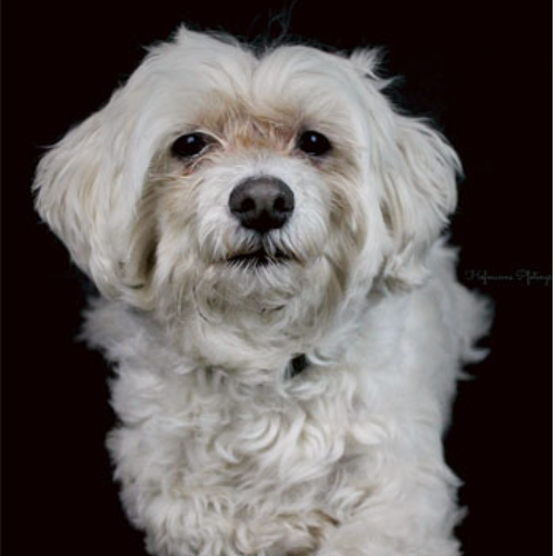 Die Rentner-Gang "Fellige Oldtimer"