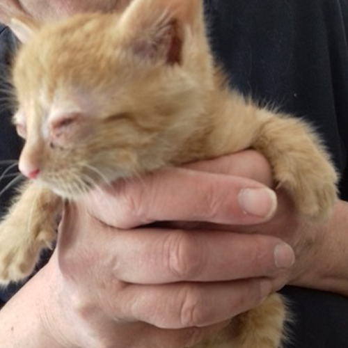 Drax, Groot und Starlord