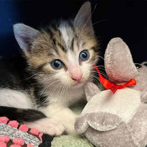 Welcome-Patenschaft für Quarantänetiere