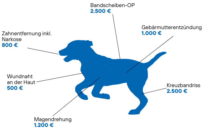 Beispiele für Tierarztkosten - Hund